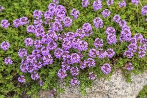 VibeX ® XLR-204 Creeping Thyme Ground Cover Seeds Seed Price in India ...