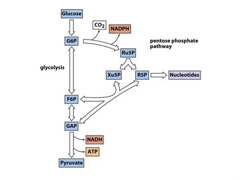 Hexose Monophosphate Shunt Pathway - HMP Pathway | PPT