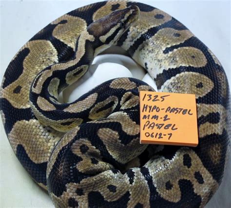 Ball Python Eggs 的图像结果