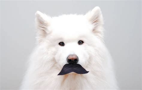 Wallpaper look, pose, dog, face, Samoyed for mobile and desktop ...