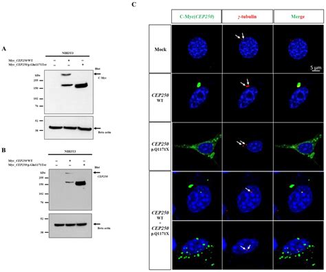 Novel Variant in CEP250 Causes Protein Mislocalization and Leads to ...