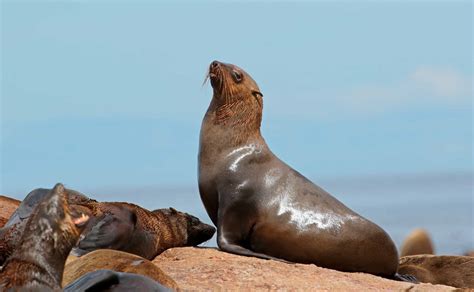 Brown Fur Seal Brown Fur Seal Print, Namibia Dorob National Park.