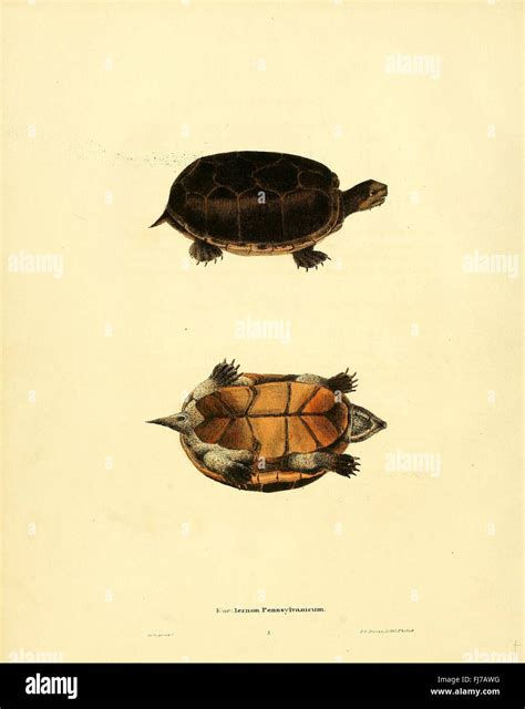 Amphibians, Reptiles, United States, Herpetology, North American reptiles, Reptile species ...
