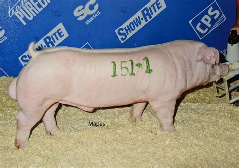 Chester White Pigs — Schmidt Swine