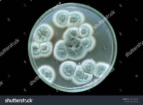 Penicillium Fungi (Genus Penicillium), 48% OFF