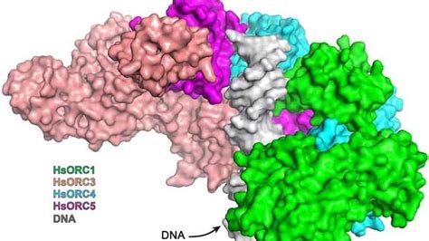 Image result for Protein Complex Function