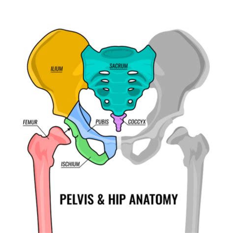 Hip Bone Labeled