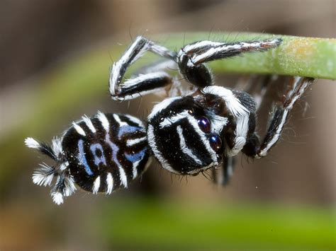 Behold Sparklemuffin and Skeletorus, New Peacock Spiders | National ...