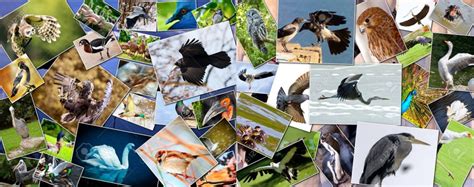 Bird Species Classification Using MATLAB 的图像结果