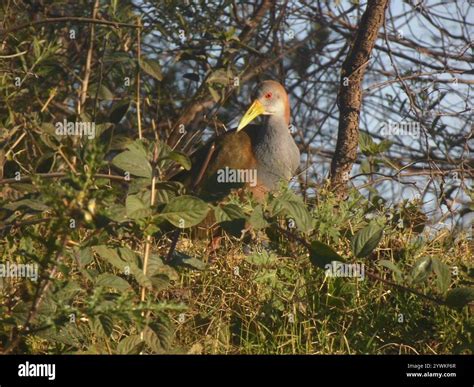 Giant Wood-Rail (Aramides ypecaha Stock Photo - Alamy
