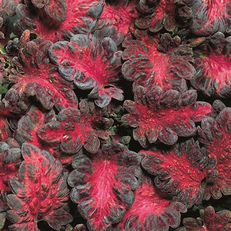 Coleus " Black Dragon " Exotic 50 Flower Seeds – M-Tech Gardens