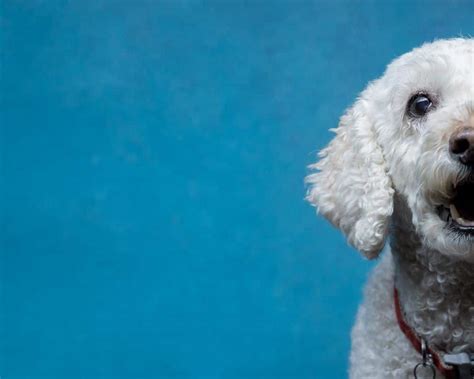 Image result for Cockapoo Waffle Dog