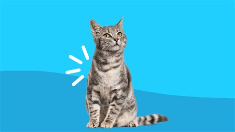 Meloxicam for cats: Dosage and safety | SingleCare