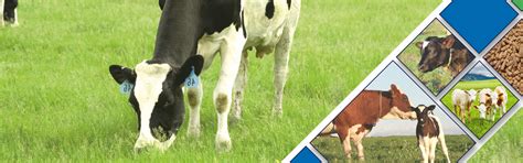 Dairy Nutrition Product Catalogue | Provimi
