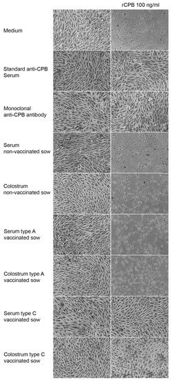 Application of an Endothelial Cell Culture Assay for the Detection of ...