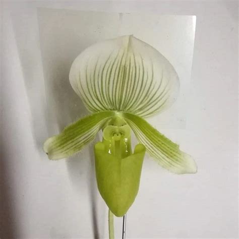 Paph. Vert X Paph. Emerald - BS – EXOTICA ORCHIDS