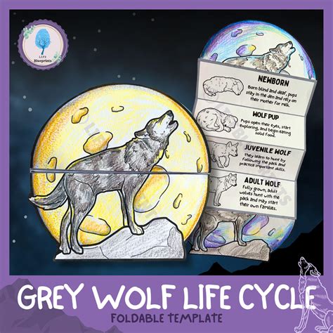 Image result for Wolves Life Cycle