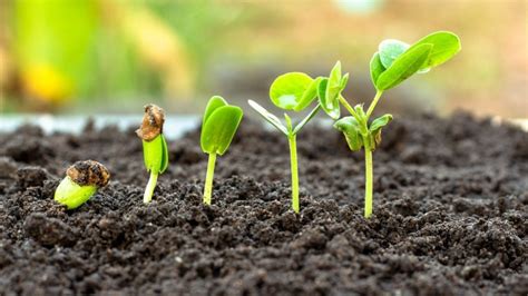 How Long for Seeds to Germinate in Soil? Know the Duration
