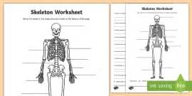 Joints and their Movements Worksheet- Science Worksheet