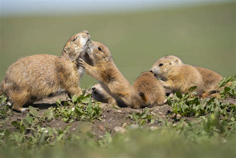 Prairie Dog Vs Groundhog : The Ultimate Showdown - Dog Show TV