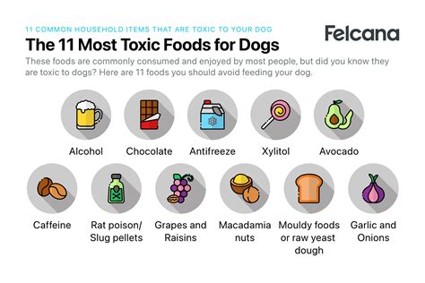 Top 11 Common Household Items Toxic to Dogs [2022] | Felcana