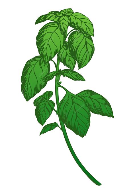 Premium Vector | Green basil isolated on white background Color ...