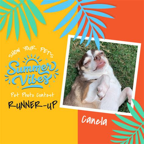 Get Involved - Emancipet