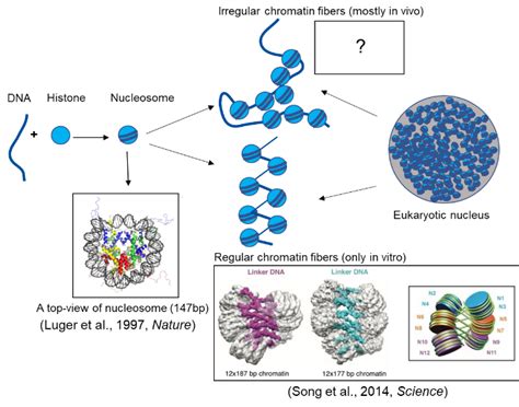 School Of Biosciences & Bioengineering - IIT Mandi