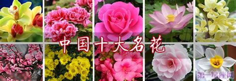 中国十大名花：中国十大名花排名、花语、别称、品格等-第一星座网