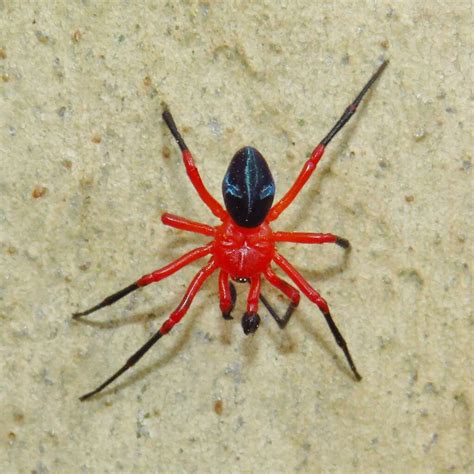 Nicodamidae (Red and Black Spider) – Ausemade