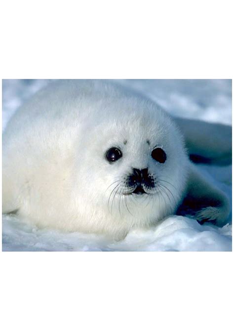 100 Things That Are Round | PDF