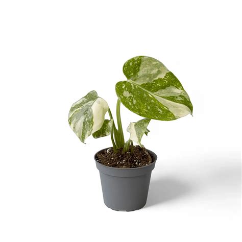 Monstera 'Thai Constellation' - Shop, Info and Care Guide