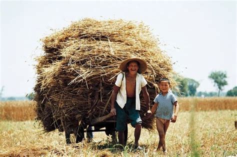 致麦收：穷人家的孩子，要活成一棵麦子__财经头条