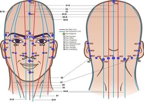 Thai Massage and Acupressure for the Sternocleidomastoid Neck Muscles