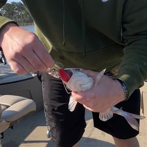 Fishing Solutions The Bait Pocket Fishing Lures BLUEGILL at Lowes.com