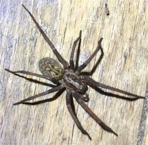 Female Eratigena atrica (Giant House Spider) in Calumet , Michigan ...