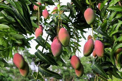 How to Grow Mango Trees