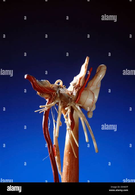 Peripheral Auditory System 的图像结果