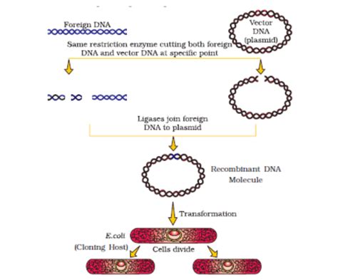 Tools of Recombinant DNA Technology - Biology Class 12 - NEET PDF Download