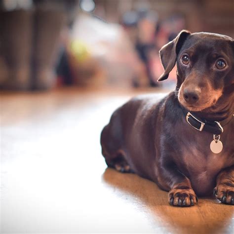 Sausage Dogs Animal at Patrick Jefferson blog