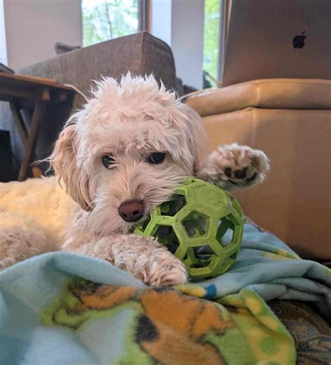 Image result for Cockapoo 1 Year Old