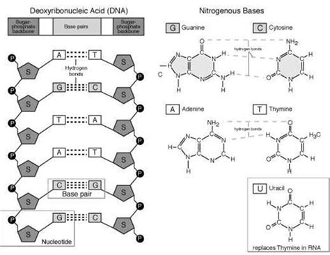 Image result for DNA Microarray Kit