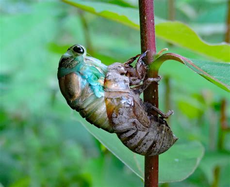 Feeding Dog Day Cicada
