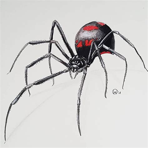 Black Widow Spider Drawing
