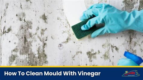 White Vinegar To Remove Mould From Clothes at Alice Manning blog