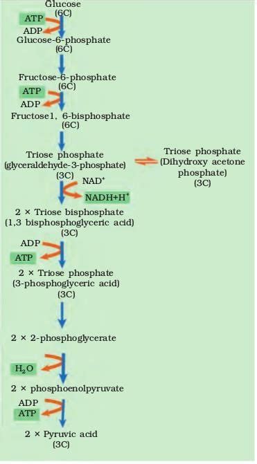 Cheat Sheet : Respiration in Plants - Biology Class 11 - NEET PDF Download