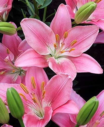 PLANTOGALLERY Asiatic Lily Pink Colour Winter Season Flower Bulbs ...