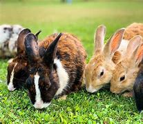 Image result for Types of Bunnies