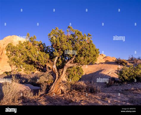 Landscape in Joshua Tree National Park, California, USA, where the Mojave and Colorado desert ...