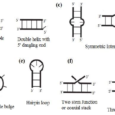 RNA Loop 的图像结果